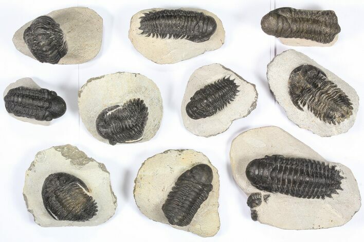 Lot: Assorted Devonian Trilobites - Pieces #79776